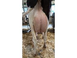 15-675-Yireh Luster-P Cookie GP-82