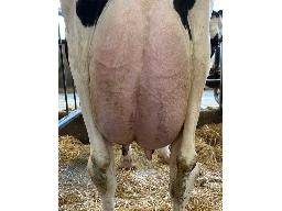 28-670-Yireh Luster-P Luna G-79