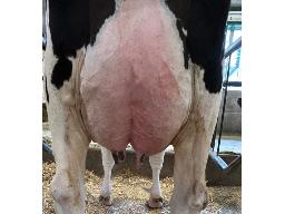 19-676-Yireh Parfect Candy 