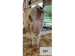 102-661-Yireh Alligator Nemo GP-82 