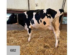 53-682-Yireh Breakshot Wilma