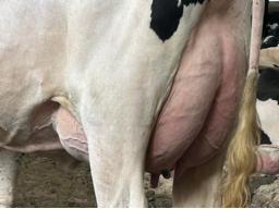 5263 – Blondin Lambda Limonadier GP-82