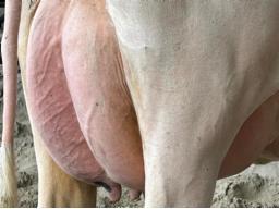 7103 –Blondin Detective Amateur BP-84