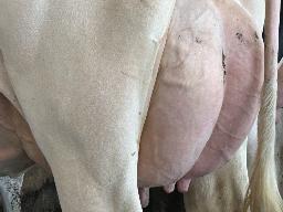 7100 – Blondin Detective Lucinda TB-86