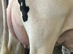 7807 – Blondin Detective Carhartt TB-86-1AN