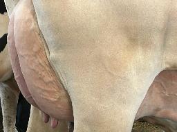 7055 – Blondin Lambda Cisco TB-85