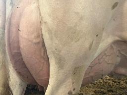 5180 – Blondin Destination Zurich TB-86