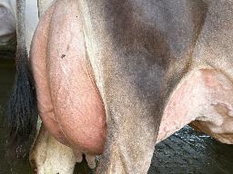 1868- Blondin Maverick Coconut TB-86-2ANS