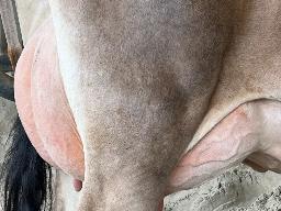 7800 – Blondin Maverick Cowabunga TB-86-1AN