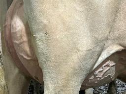 7817 – Blondin Detective Libby TB-86