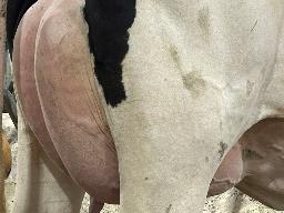 5348 – Blondin Lambda Lazy Miss BP-82