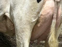 5800 – Georjali Loyall Sylvau BP-84