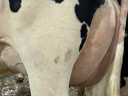 304 – Maifield King Doc Carita NC