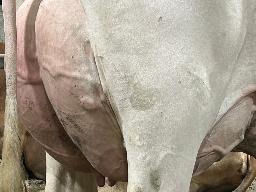 1931 – Blondin Lambda Hawai TB-87-2ANS