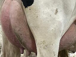 7836 – Blondin Hothand Bellatrix BP-82