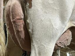 1565 – Vriesdale Ranger Burning-Red P TB-88