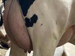 7832 – Blondin Alpha Chug BP-82