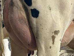 7824 – Stevenlea Matchless Daybreak BP-81