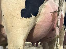 7831 – Blondin Wall Dairy Milk BP-81