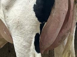 7048 – Blondin Loyall Cassada BP-82