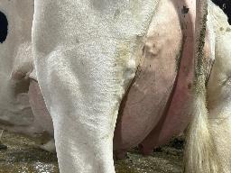 745 – Benrise Alakazam Ines NC