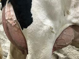 4841 – Blondin Legend Anica TB-87