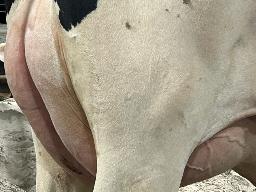 7826 – Webdale Warrior Susie BP-83