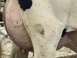 7821 – Blondin Début Lemon Pie BP-84