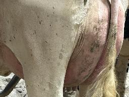 7066 – Blondin Myth Landscape TB-85