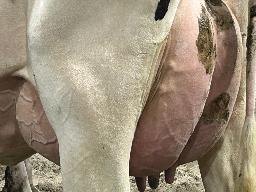 7803 – Blondin Detective Amara NC