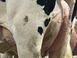 7834 – Blondin Major Roda TB-85