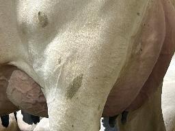 7802 – Blondin Lambda Signature TB-86