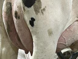 4471 – Denistier Destination Louisiane NC