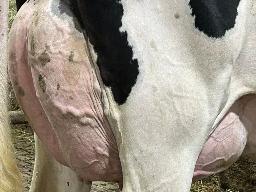 845 – Desdion Haniko Kassie TB-88-3ANS