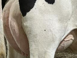 7067 – Blondin Loyall Timeline BP-82