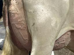 7820 – Blondin Myth Desirae TB-87