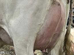 583 – Spruce Avenue Wild Ryde BP-82