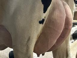 7808 – Stevenlea King Doc Bruchetta NC