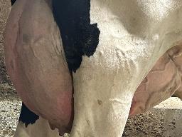 754 – Murrayholm DL Rosebush NC