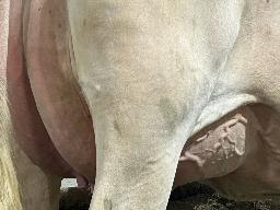 7815 – Blondin Detective Aloe Vera TB-86