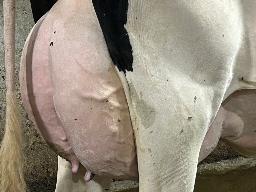 5198 – Blondin Energy Loane TB-85