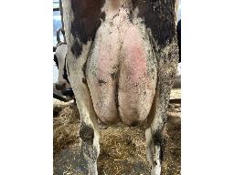 19-Jeannoise Lagostina 8601-76