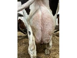 37-6983-25 Kildare Galahad Kemy NC