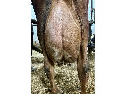 13-8602-67 Jeannoise Rubicom Laika