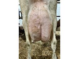 71-9436-2 Luchrine Legion Anjeanna NC