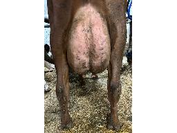 12-3458-99 Jeannoise Facybob Nadia BP-82 