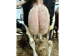 64-9922-511-62 Tresy Royalcrush Lona BP-82