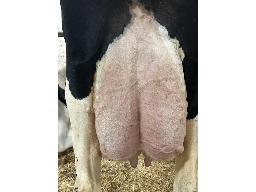 59-6791-118 Tresy Illustrator Laila TB-86