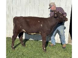 3-ALPAT INSP ICECANDY-P