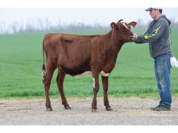 4-RICHFORD BENTLEY LAVENDER